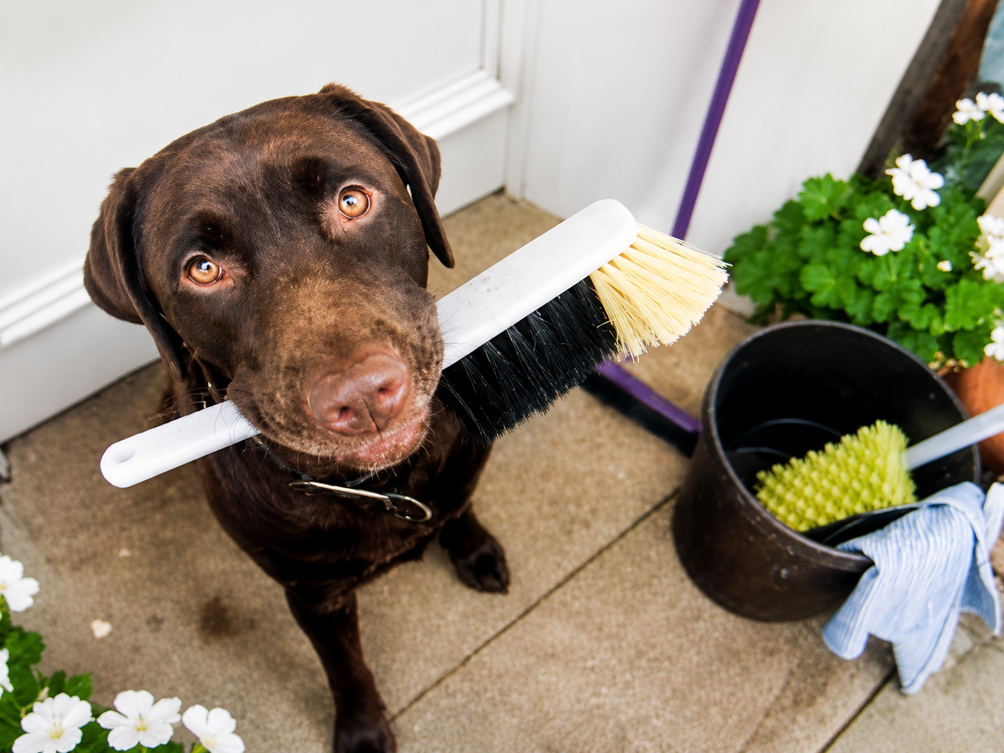 Hund mit Handfeger als sympathischer Begleiter von prima-interpares